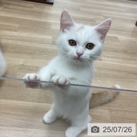 マンチカンの写真