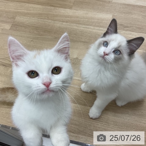 マンチカンの写真