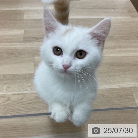 マンチカンの写真