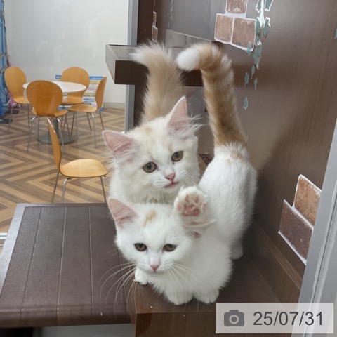 マンチカンの写真