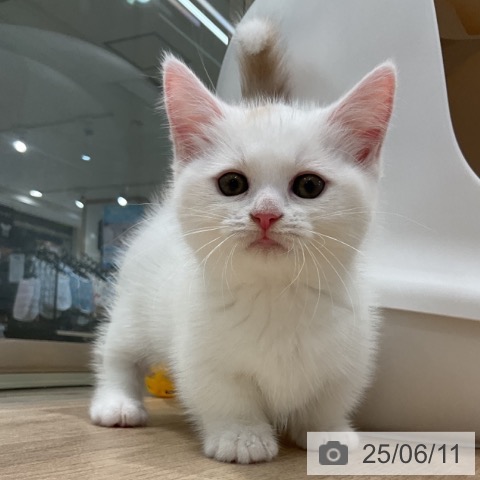 マンチカンの写真