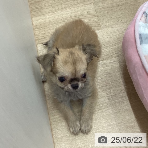 チワワの写真