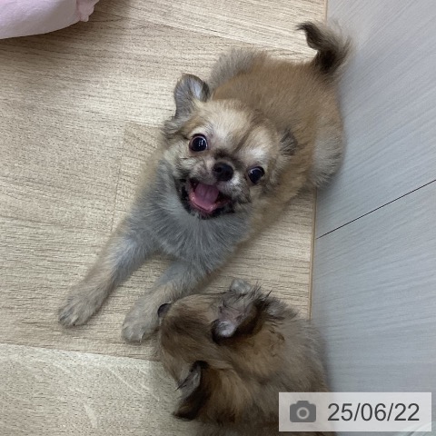 チワワの写真