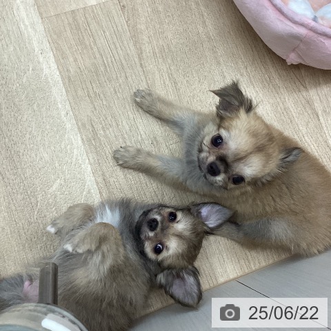 チワワの写真
