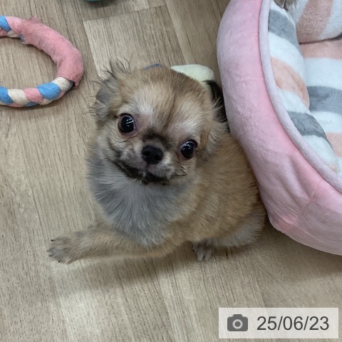 チワワの写真