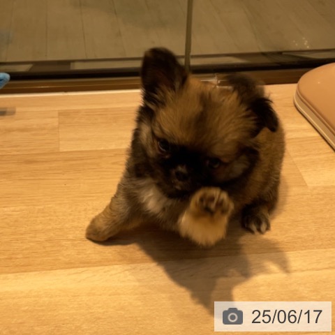 チワワの写真