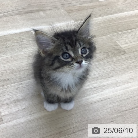 サイベリアンの写真