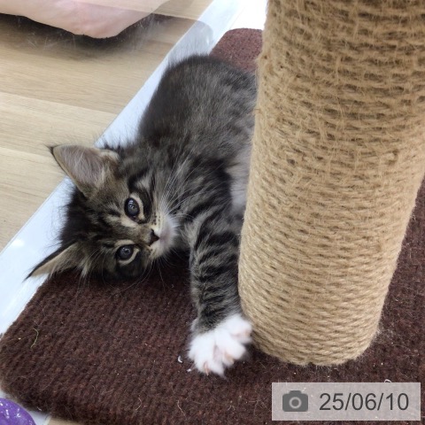 サイベリアンの写真