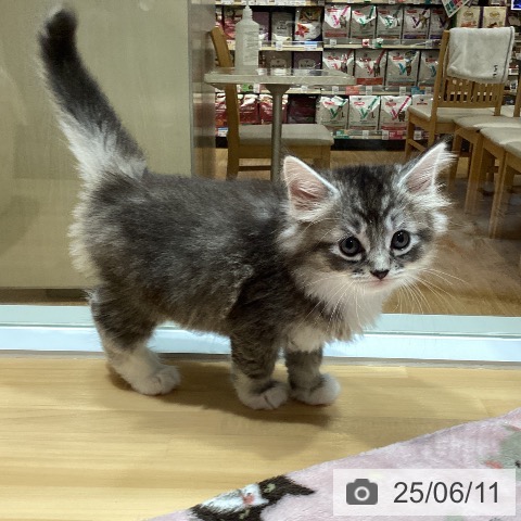 サイベリアンの写真