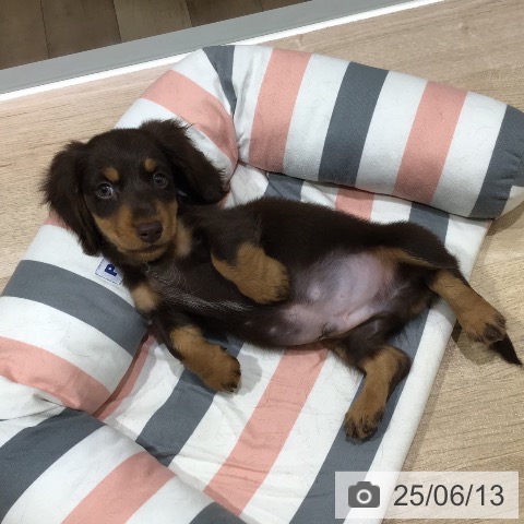 ミニチュア・ダックスフンドの写真