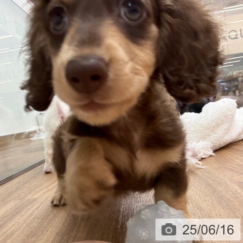 ミニチュア・ダックスフンドの写真