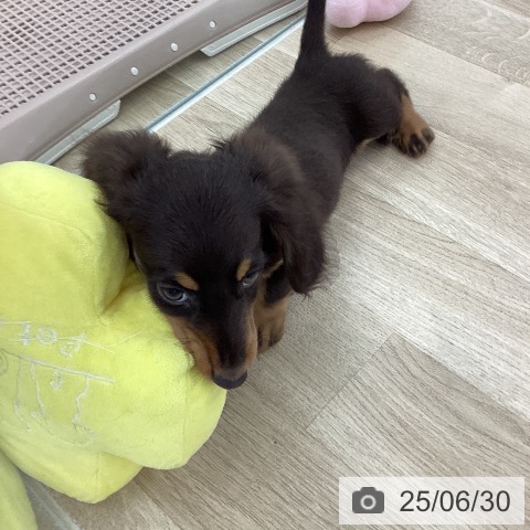 ミニチュア・ダックスフンドの写真