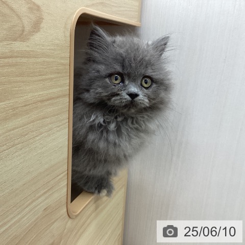 ミヌエットの写真