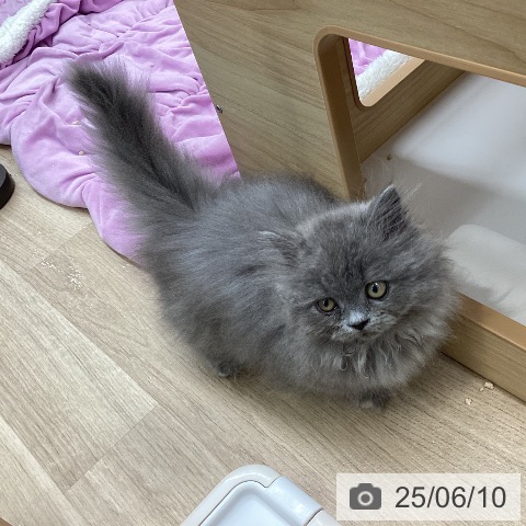 ミヌエットの写真