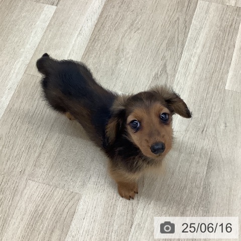カニーンヘン・ダックスフンドの写真