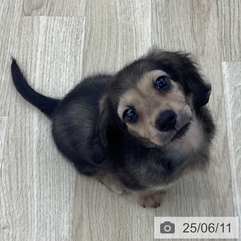カニーンヘン・ダックスフンドの写真