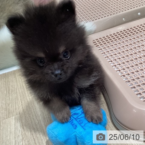 ポメラニアンの写真