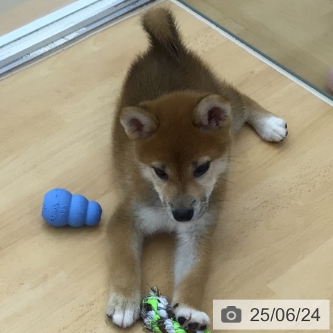 柴の写真