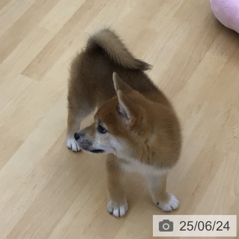柴の写真