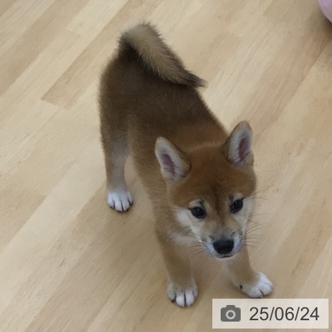柴の写真
