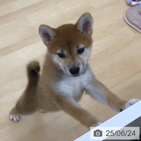 柴の写真