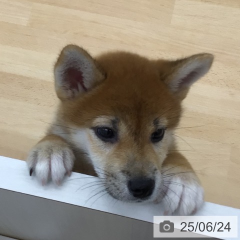柴の写真