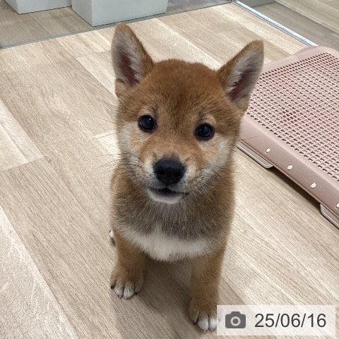 柴の写真