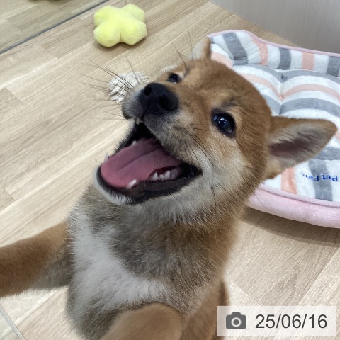 柴の写真