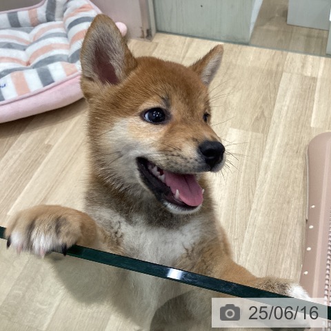 柴の写真