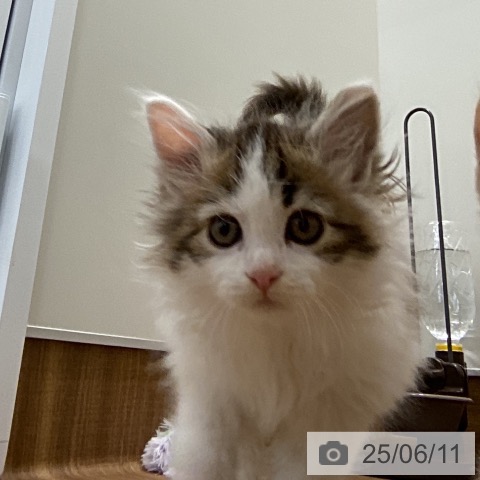 メインクーンの写真
