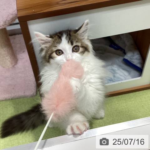 メインクーンの写真