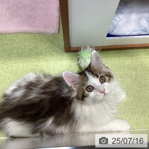 メインクーンの写真