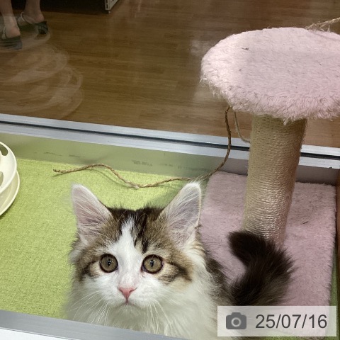 メインクーンの写真