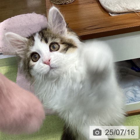 メインクーンの写真