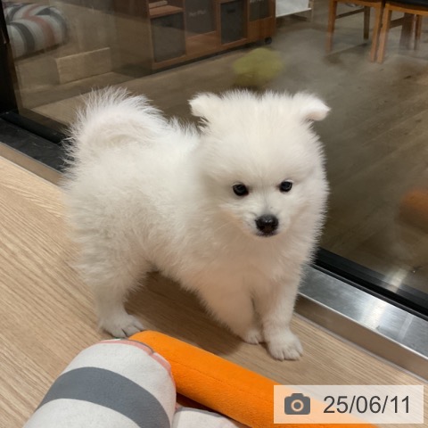 日本スピッツの写真