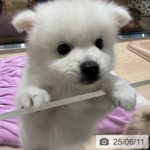 日本スピッツの写真