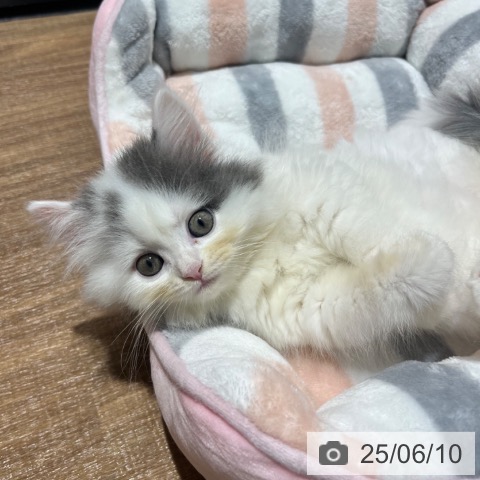 スコティッシュフォールドの写真
