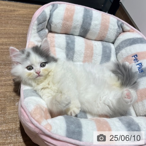 スコティッシュフォールドの写真