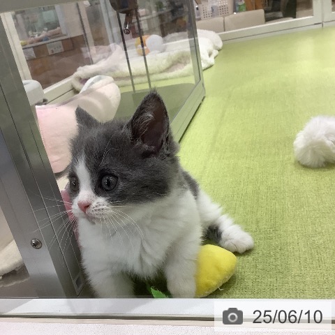 マンチカンの写真