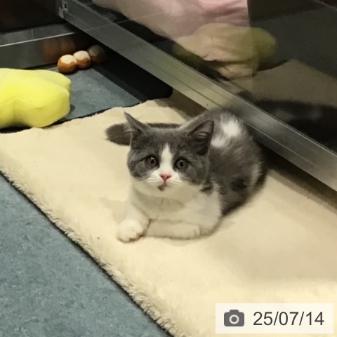 マンチカンの写真