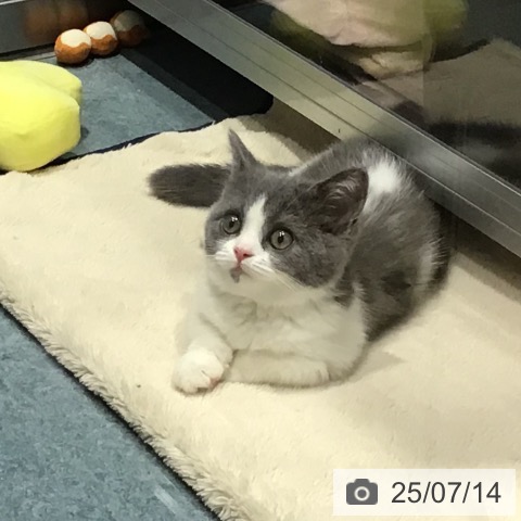 マンチカンの写真