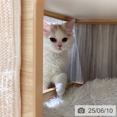 スコティッシュフォールドの写真