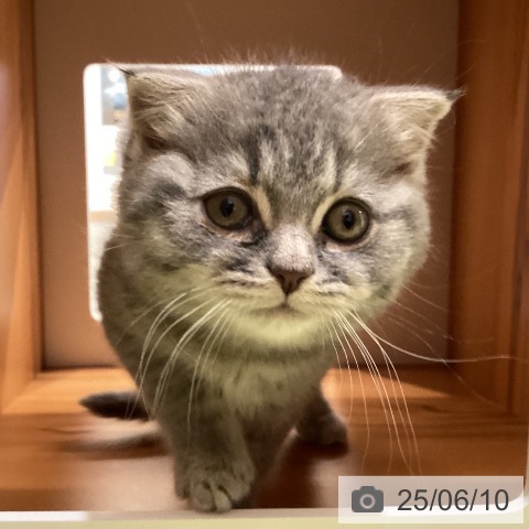 スコティッシュフォールドの写真