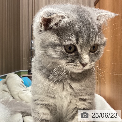 スコティッシュフォールドの写真