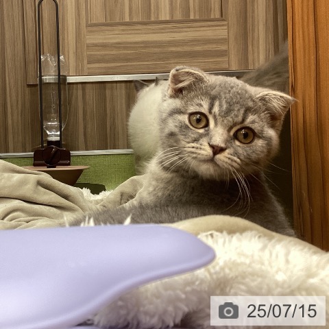 スコティッシュフォールドの写真
