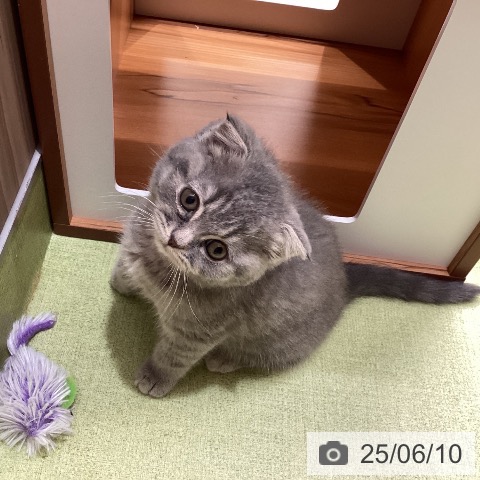 スコティッシュフォールドの写真