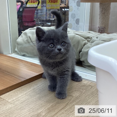 スコティッシュフォールドの写真