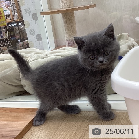 スコティッシュフォールドの写真