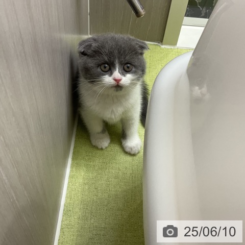 スコティッシュフォールドの写真