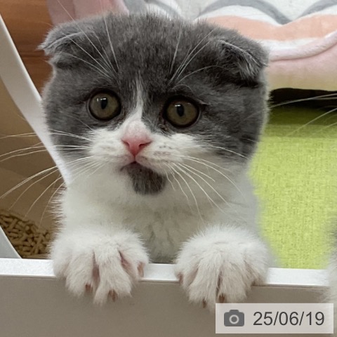 スコティッシュフォールドの写真